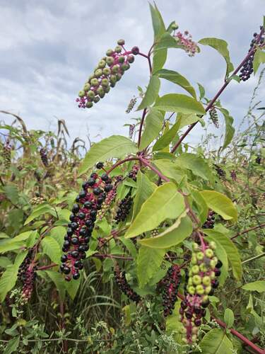 American pokeweed