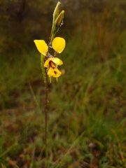 Diuris laxiflora