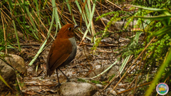 Grallaria rufocinerea