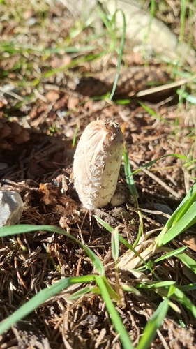 Shaggy Mane