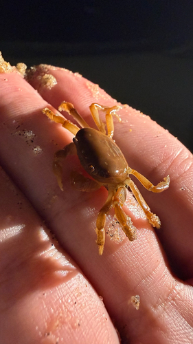 Cyclograpsus integer observed 2026-09-01