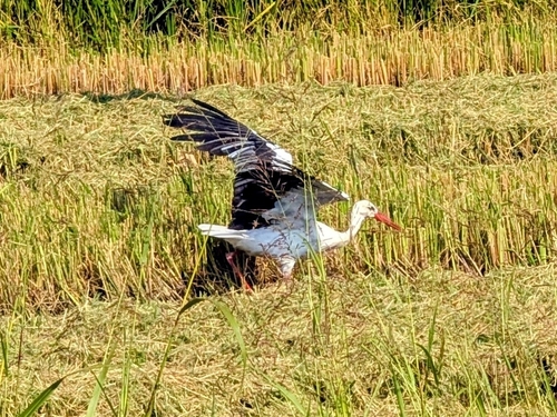 European White Stork