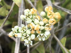 Cronartium comandrae