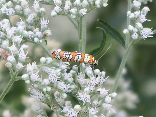 Ailanthus Webworm Moth
