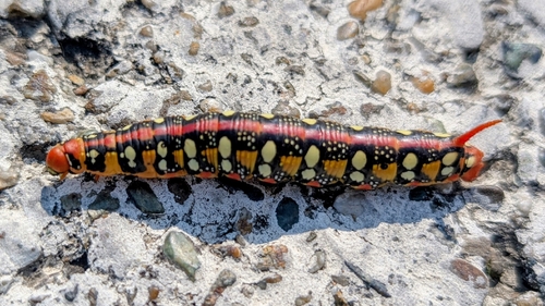 Leafy Spurge Hawkmoth