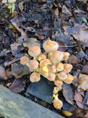 Sulphur Tuft
