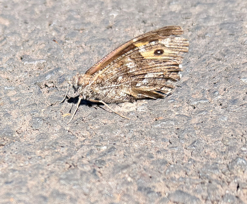 Madeiran grayling