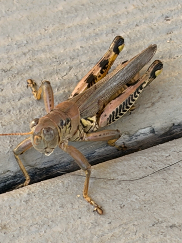 Differential Grasshopper