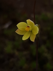 Thelymitra flexuosa