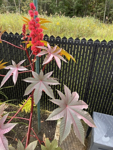 castor bean