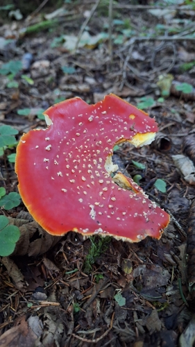 Fly Agaric