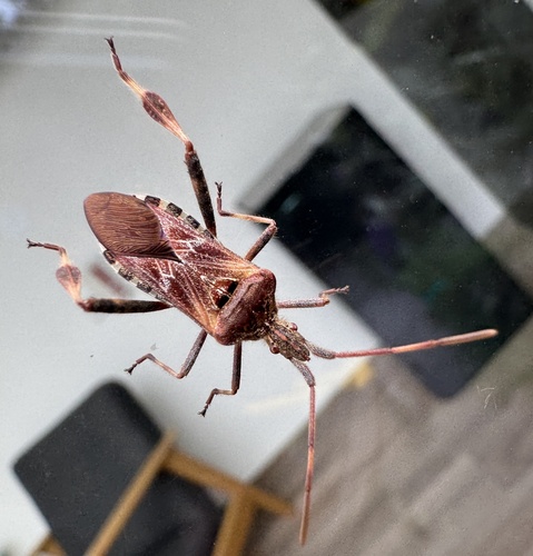 Western Conifer Seed Bug