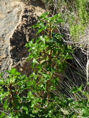 Vasconcellea chilensis