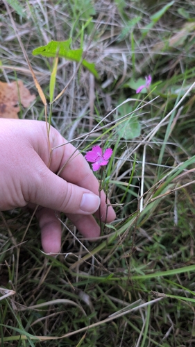 Maiden Pink