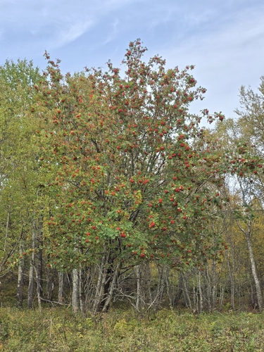 European mountain ash
