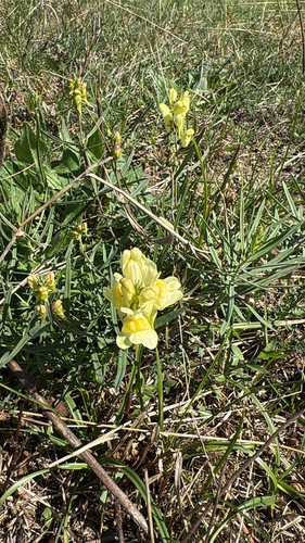 common toadflax
