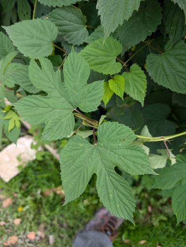 common hops