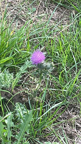 Bull Thistle