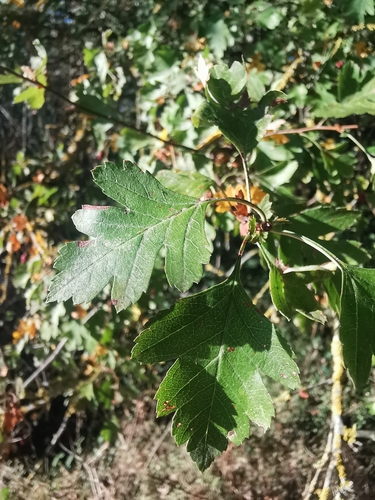 common hawthorn