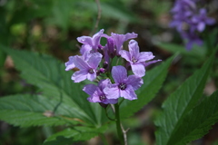 Cardamine pentaphyllos