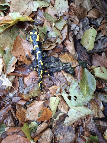 Fire Salamander