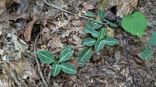 downy rattlesnake plantain