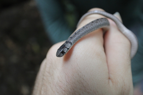 DeKay's Brownsnake