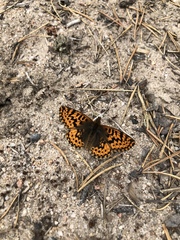 Boloria freija