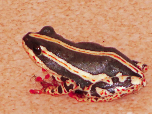 Painted Reed Frog