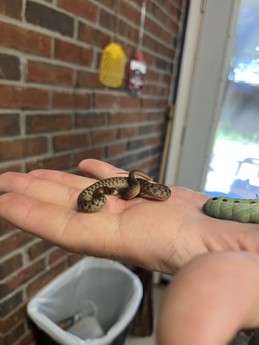 DeKay's Brownsnake