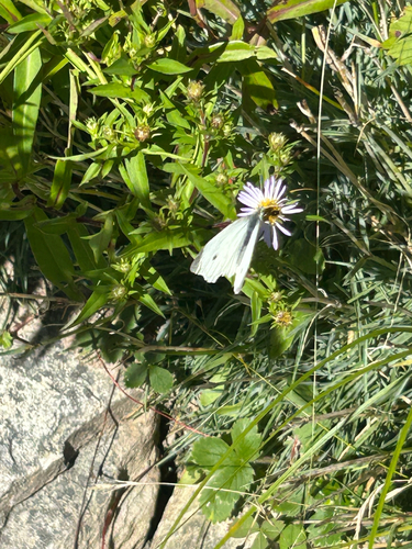 Small White