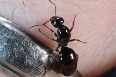 Formica lasioides