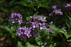 Cardamine pentaphyllos