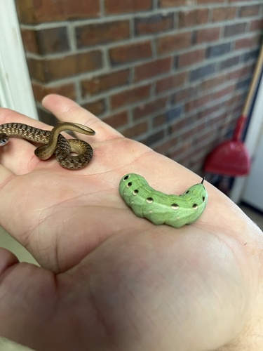 Tersa Sphinx