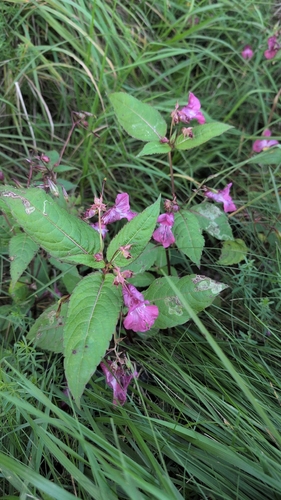 Himalayan balsam
