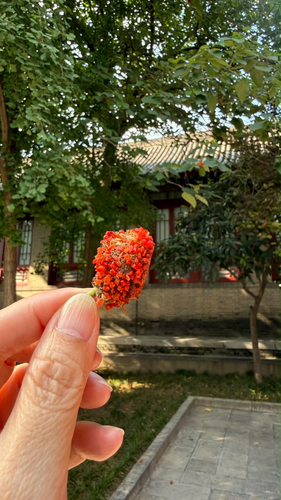 Paper mulberry