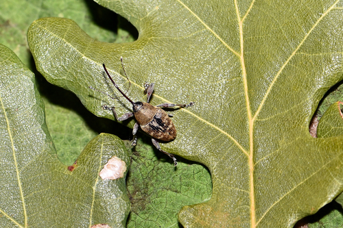 acorn weevil