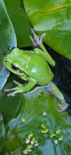 European Tree Frog