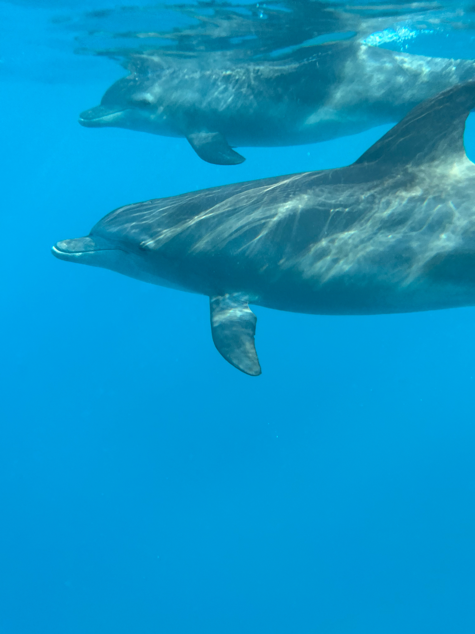 Tursiops aduncus