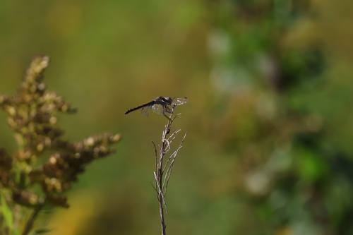 Black Meadowhawk