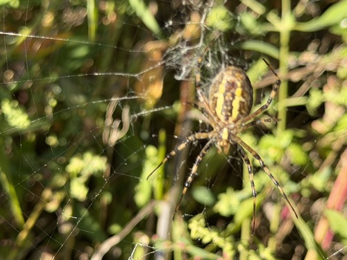 Wasp Spider