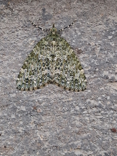Autumn Green Carpet