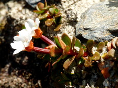 Epilobium tasmanicum