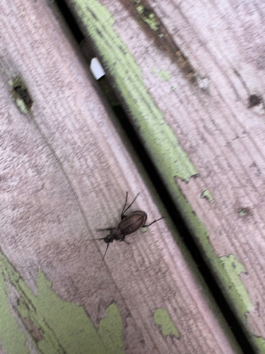 Granulated Ground Beetle