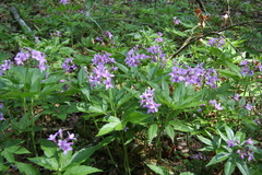 Cardamine pentaphyllos