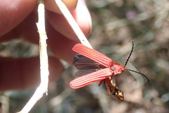 Punicealis hamata