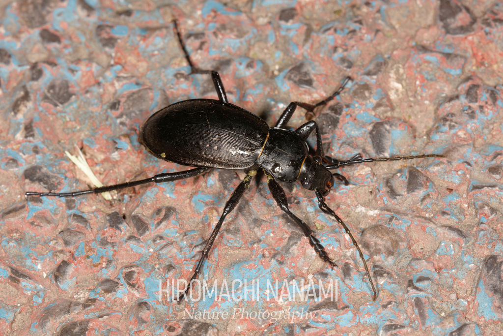 Carabus sui