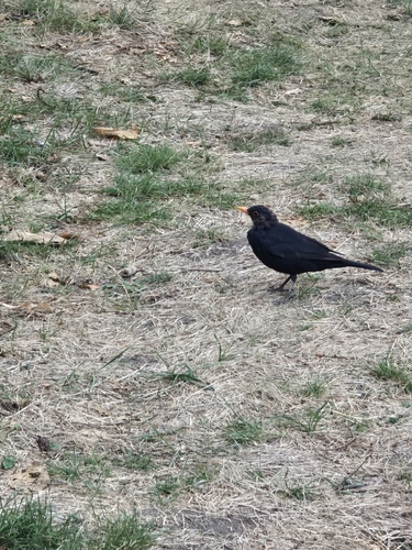 Eurasian Blackbird