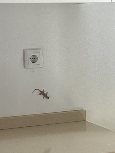 Moorish Gecko