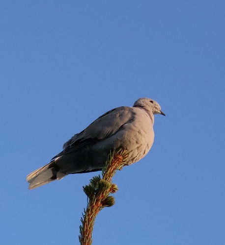 Eurasian Collared-Dove